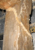 galerie tunnel de termites souterrains sur poteau en bois